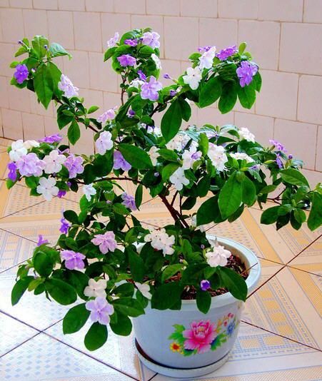 双色茉莉,鸳鸯茉莉,花很香,花会变色,四季开花适应性好