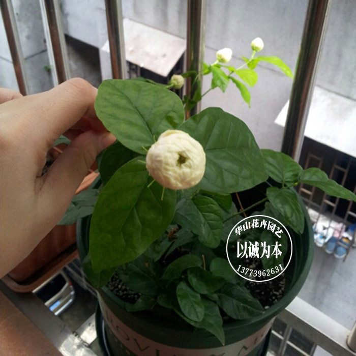 带土发货 当年开花虎头茉莉 超重瓣大花茉莉 tigerjasmin泰国茉莉