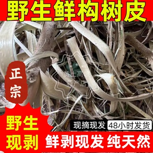 农村野生构树皮 鲜构树皮楮树皮构树枝皮 构树汁液中药材构树枝叶