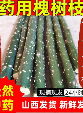 药用槐树枝黑槐枝国槐枝家槐树枝