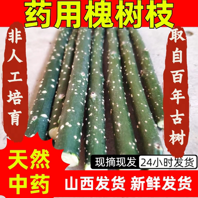 药用槐树枝黑槐枝国槐枝家槐树枝