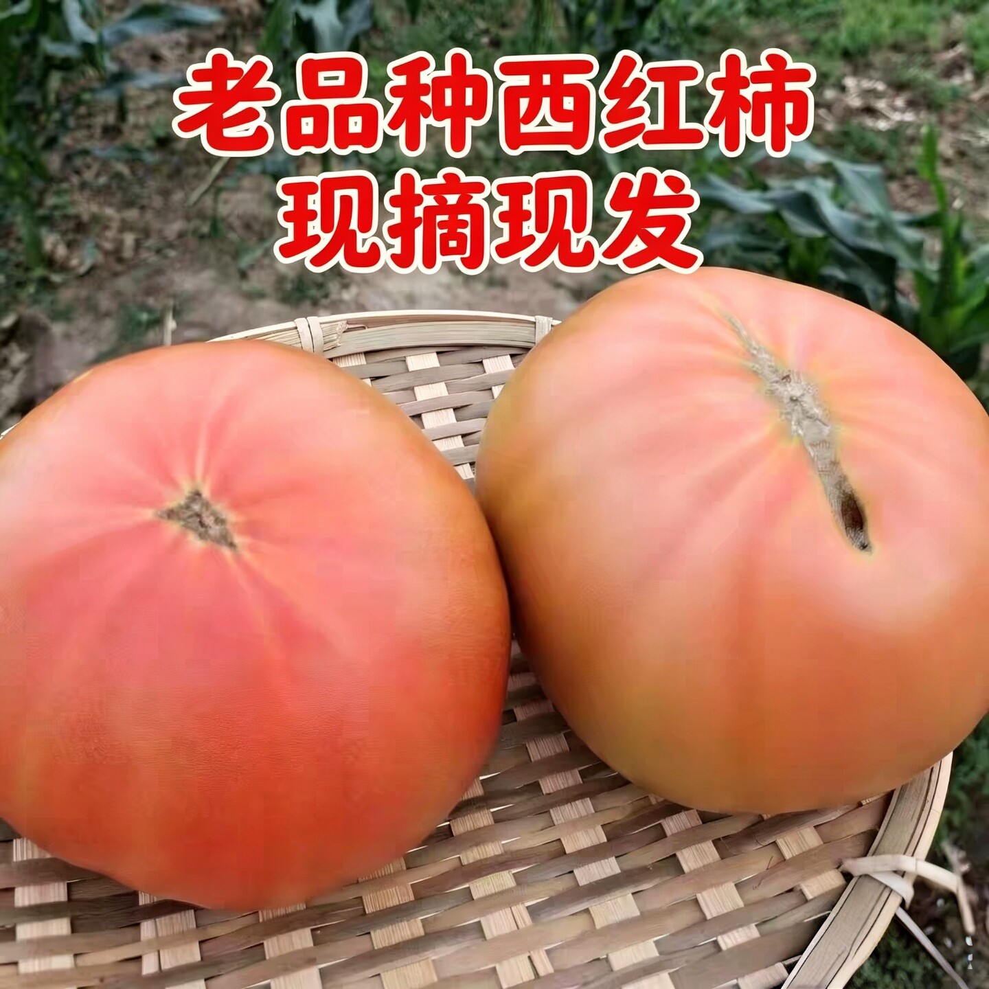 山东头茬老品种自然熟沙瓤番茄