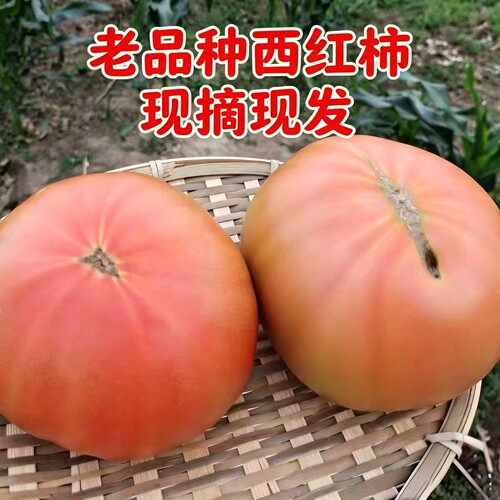 山东头茬老品种自然熟沙瓤番茄