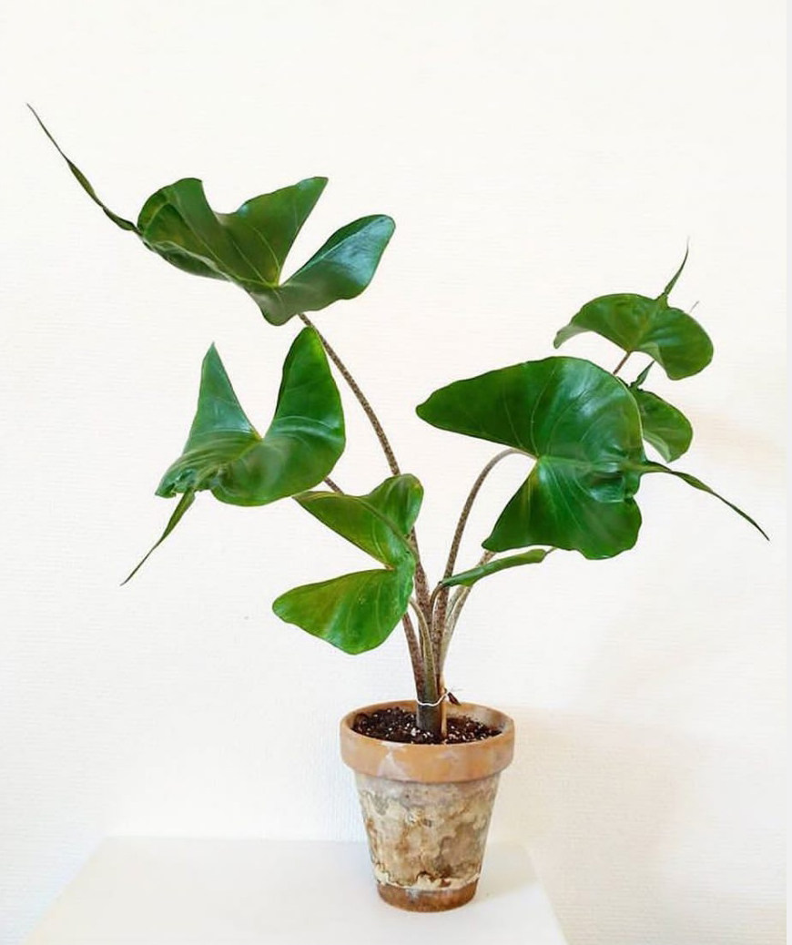 黄貂鱼海芋室内网红ins风植物绿植多年生观叶北欧风盆栽