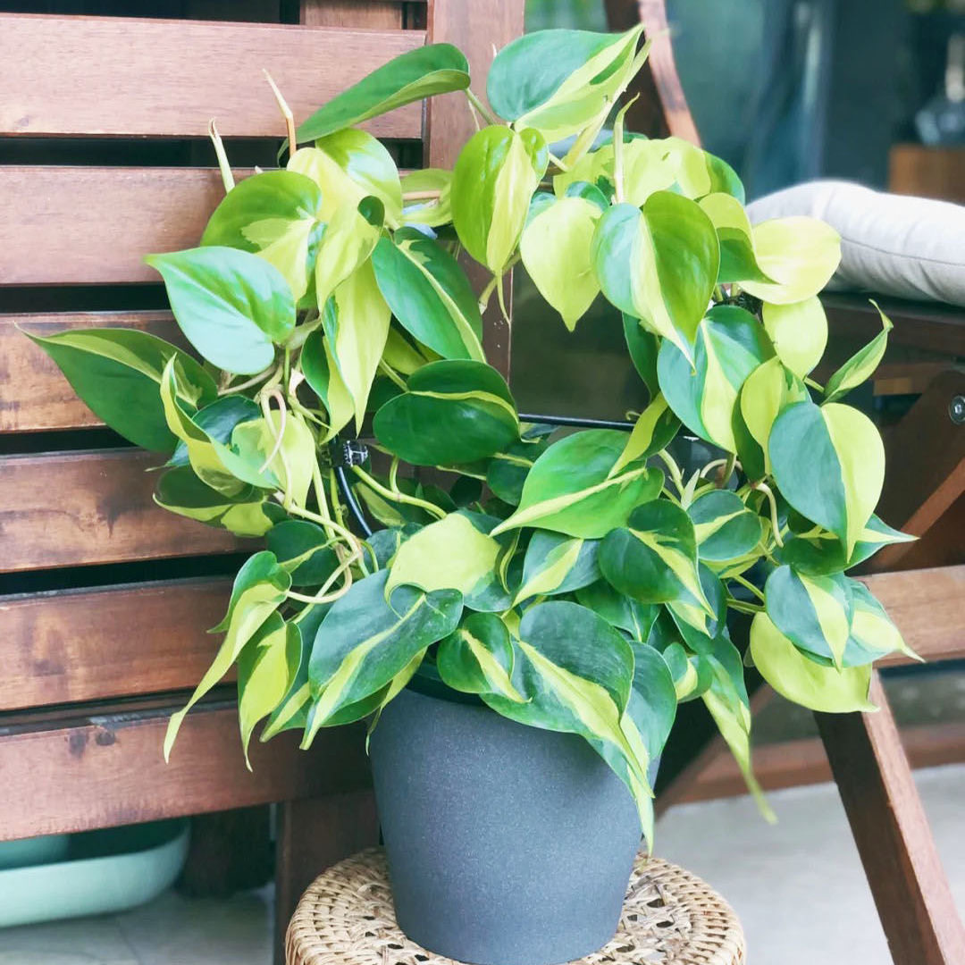 杏叶藤大叶小叶银斑葛雪花葛黄金葛观叶绿萝类盆栽可水培室内绿植