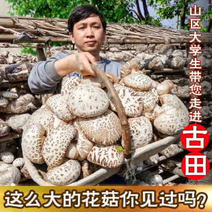 11CM古田农家特产天然椴木仿野生剪脚香菇500g送礼 大花菇干货8