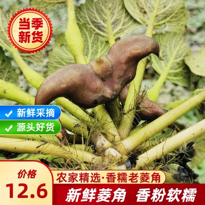 Honghu Lingjiao Fresh Lingjiao Laochajiao Fresh Landie Clane Blind Corner Qingling Cuts Fresh Merry Sendal