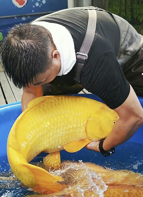 精品日本纯种锦鲤丹顶三色五色孔雀绯写黄金鸿运当头 观赏鱼活体