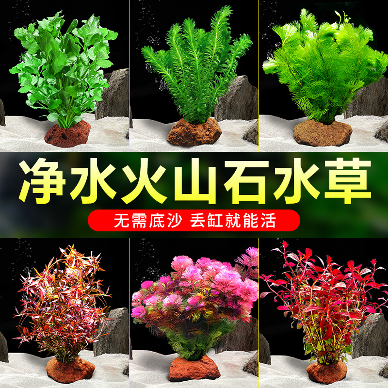 亚峰水草植物鱼缸水上造景专用草
