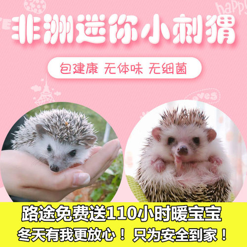 非洲迷你刺猬疫苗已打活体宠物