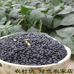 2025农家自产老品种肾型小黑豆黄心芯雄黑豆醋泡豆马料豆发豆芽浆
