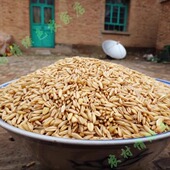 2025年新农家燕麦米燕麦仁莜麦雀麦五谷杂粮粥粗粮全胚芽燕麦500G