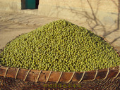 农村情今年农家新绿豆 发绿豆芽无农药化肥煮绿豆汤500克