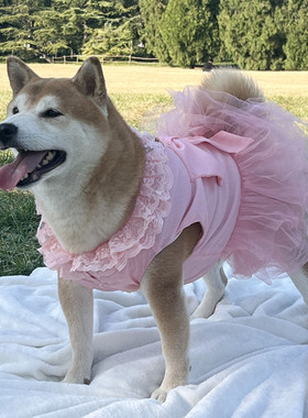 狗狗雪纺蝴蝶结婚纱蓬蓬裙连衣裙中大型犬金毛萨摩边牧柴犬公主裙