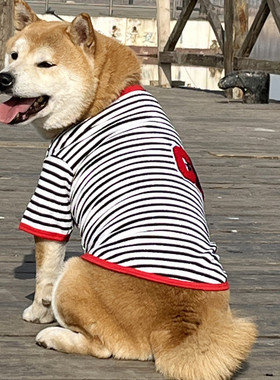 宠物狗狗中型犬衣服 夏季薄款透气棉T恤 柴犬银狐边牧二脚衣包邮