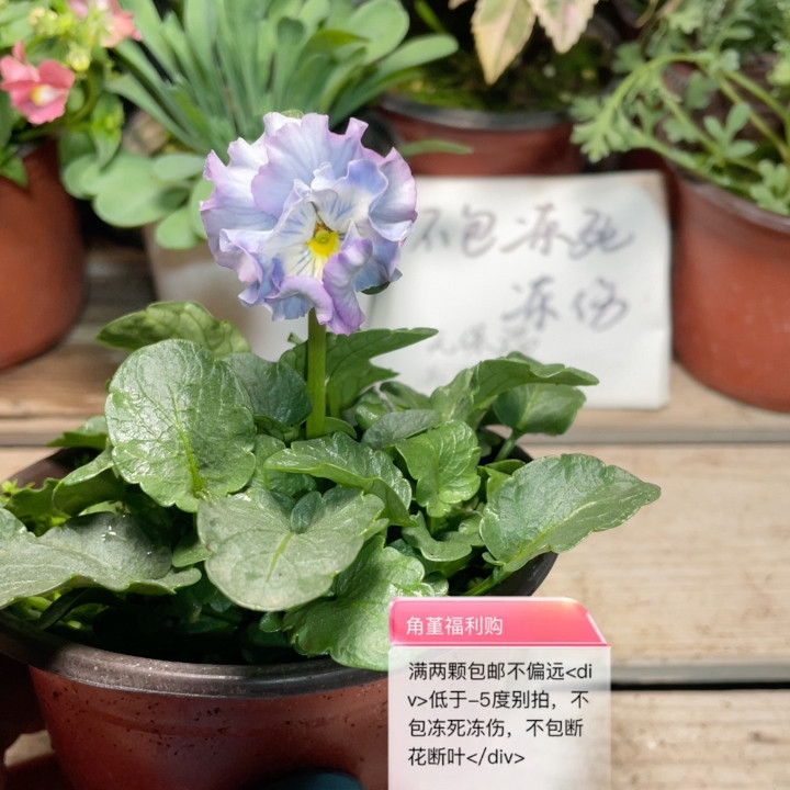 19167青汁幻想满两颗包邮,鲜花速递/花卉仿真/绿植园艺,时令草本花卉,淘宝优惠券,粉丝福利购,淘宝优惠卷