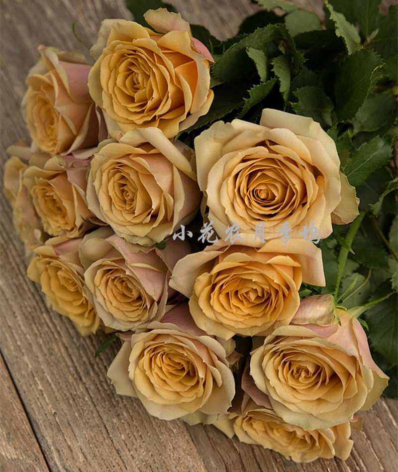 小花农月季坞欧月黄金芥末根接中苗大花多花月季玫瑰绿植盆栽花卉