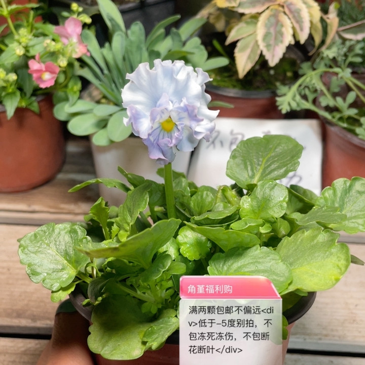 19203青汁幻想满两颗包邮,鲜花速递/花卉仿真/绿植园艺,时令草本花卉,淘宝优惠券,粉丝福利购,淘宝优惠卷