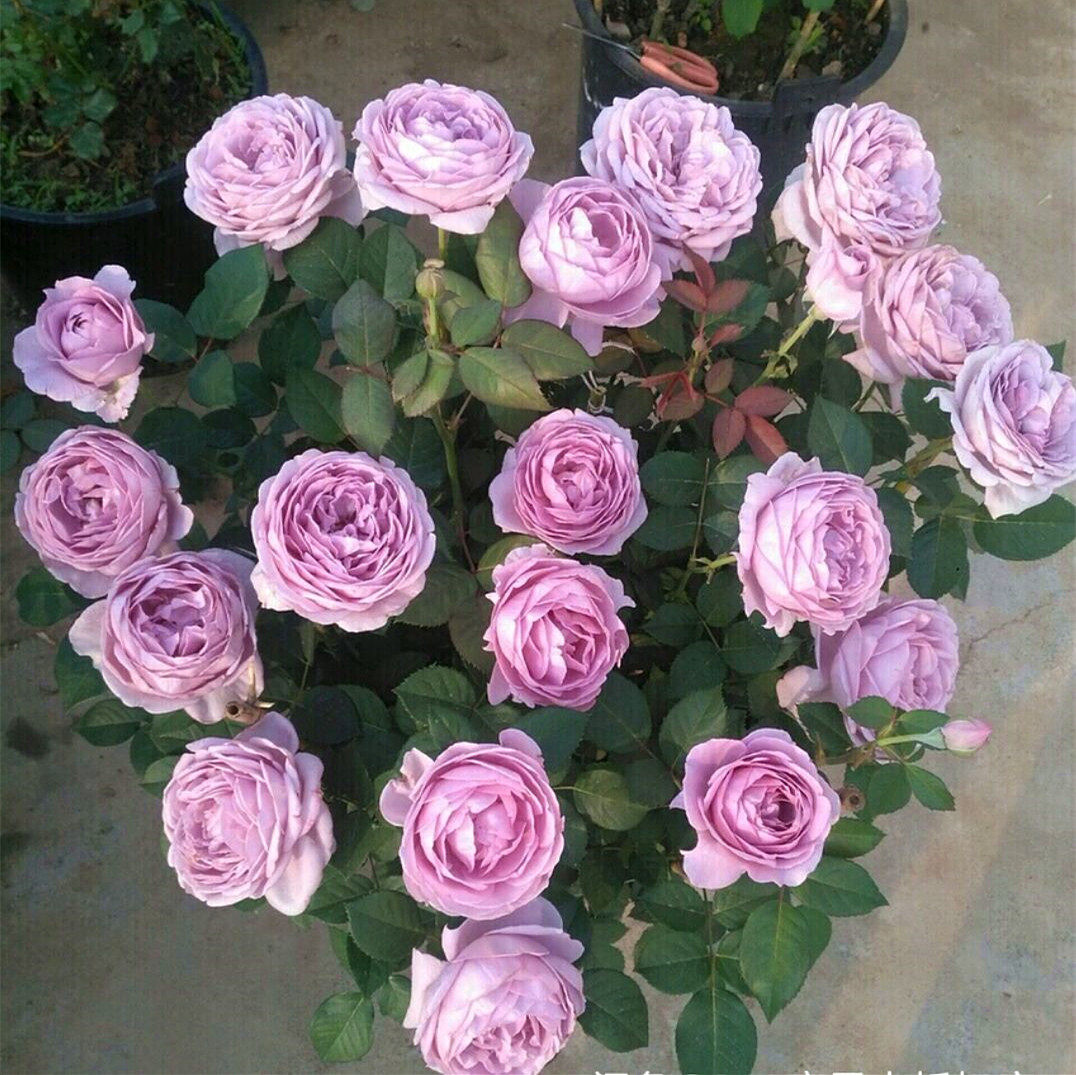 【小花农月季坞】欧月  蓝色风暴  蓝紫色 切花月季