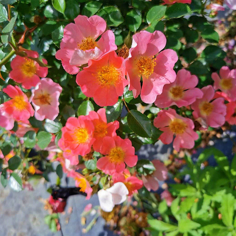 小花农月季坞欧月托普琳娜四季多花地被月季玫瑰盆栽庭院阳台花卉