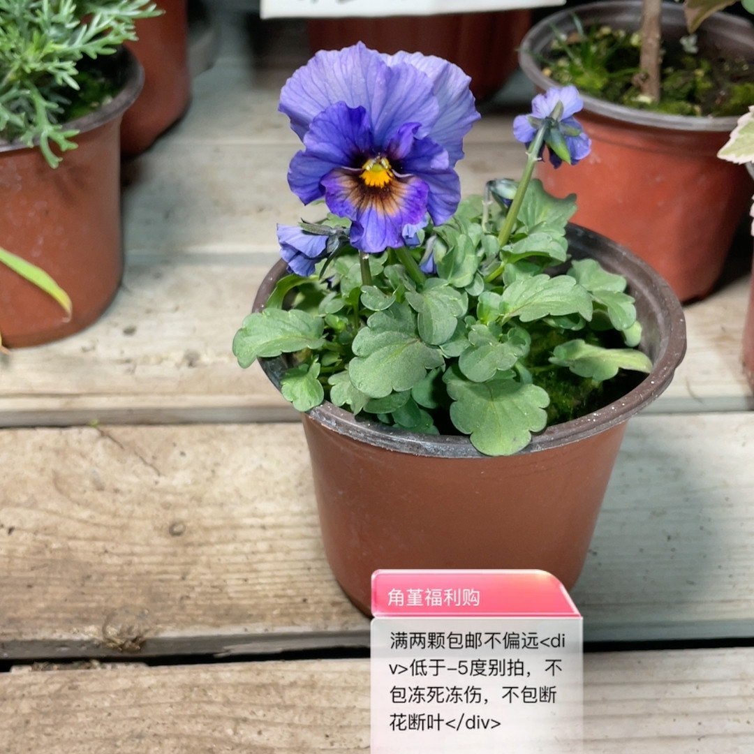 24171 .满两颗包邮,鲜花速递/花卉仿真/绿植园艺,时令草本花卉,淘宝优惠券,粉丝福利购,淘宝优惠卷