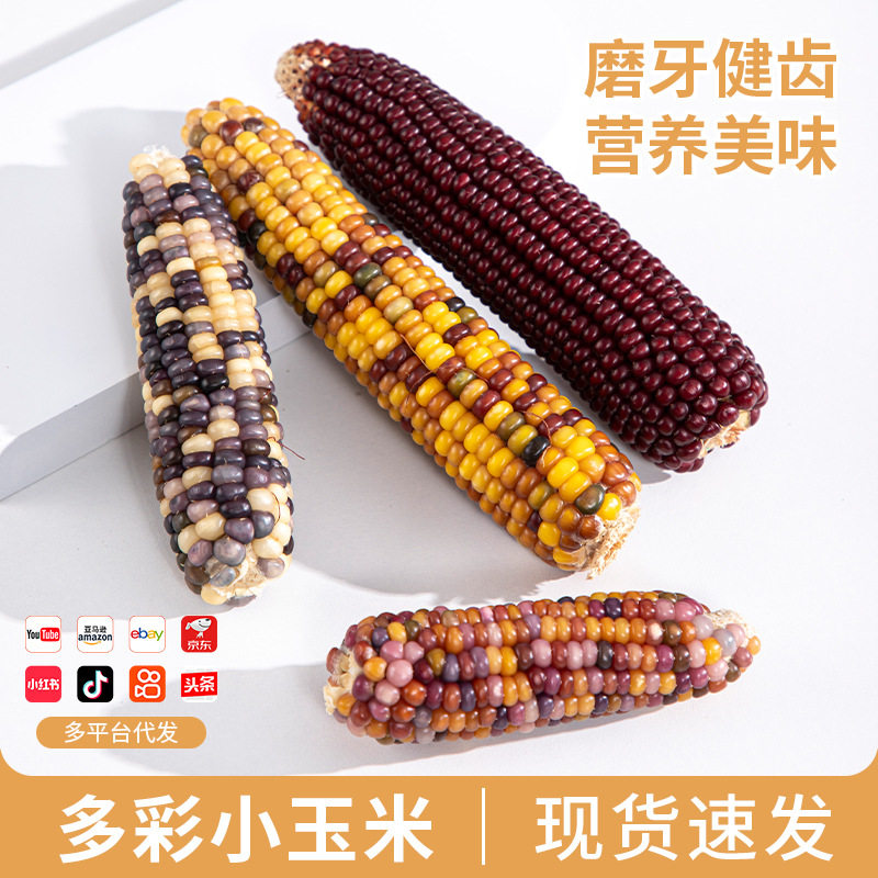 2024年全新迷你小玉米仓鼠零食兔子龙猫豚鼠宠物玩具兔兔磨牙棒