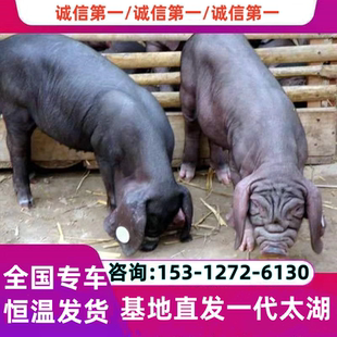 猪仔活苗原种太湖母猪一代梅山母猪二花脸母猪长白母猪大白二元