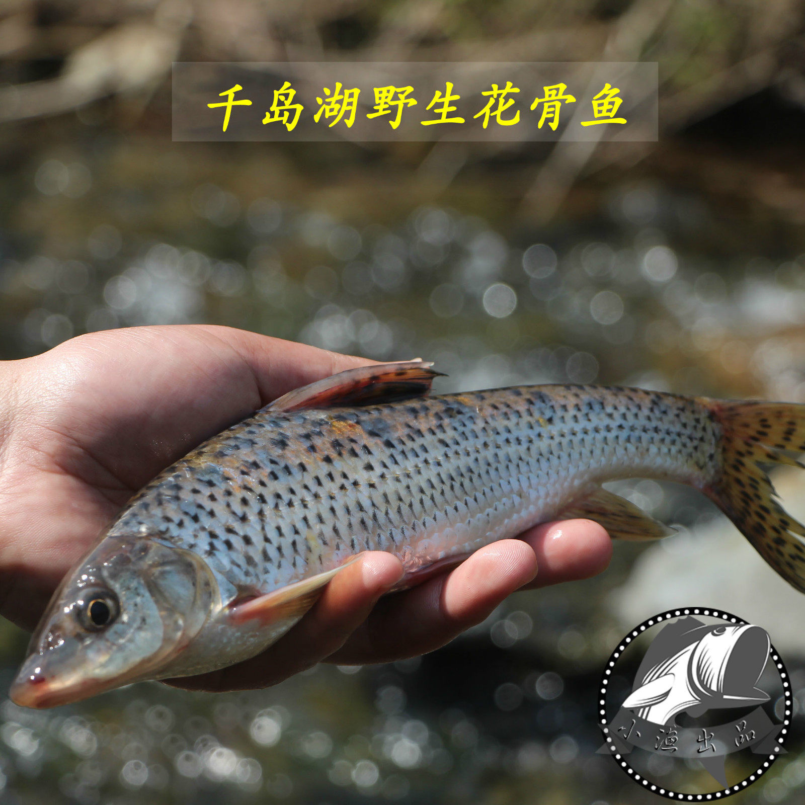 千岛湖鱼野生竹鱼 鲜活水产淡水鱼新鲜青竹鱼花菇鱼花骨鱼500g