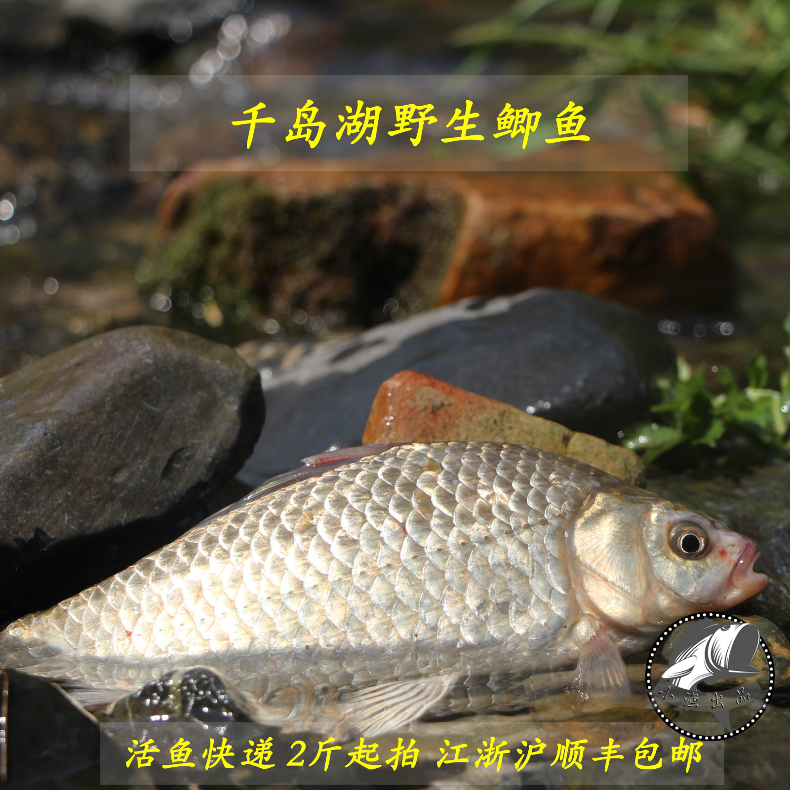 千岛湖野生500g淡水鲜活小鲫鱼