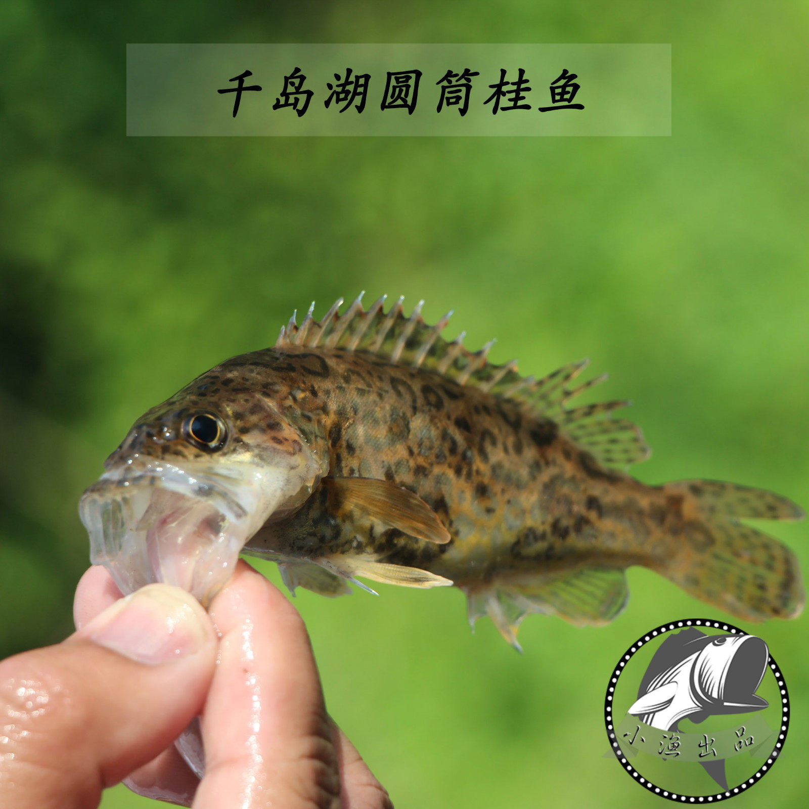 千岛湖鱼野生鳜鱼 鲜活圆筒鳜鱼竹筒鳜鱼有机淡水熬花鱼桂鱼