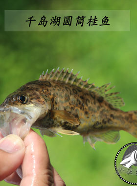 千岛湖野生鲜活圆筒有机淡水鳜鱼