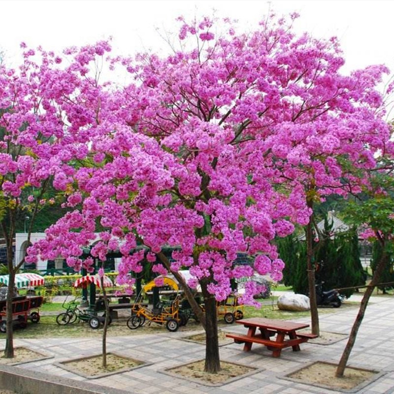 正宗黄花风铃木苗庭院别墅校园风景树巴西风铃木多花紫花风铃树苗