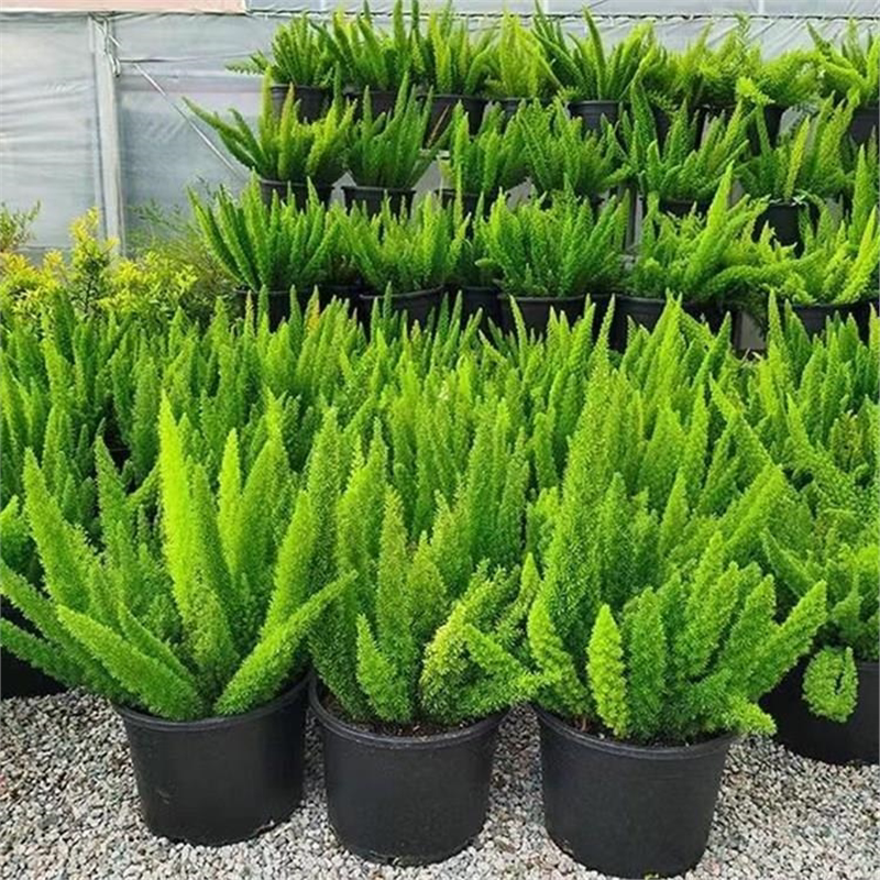 狐尾天门冬盆栽植物庭院花园阳台绿植四季常青高档花卉九尾狐易养