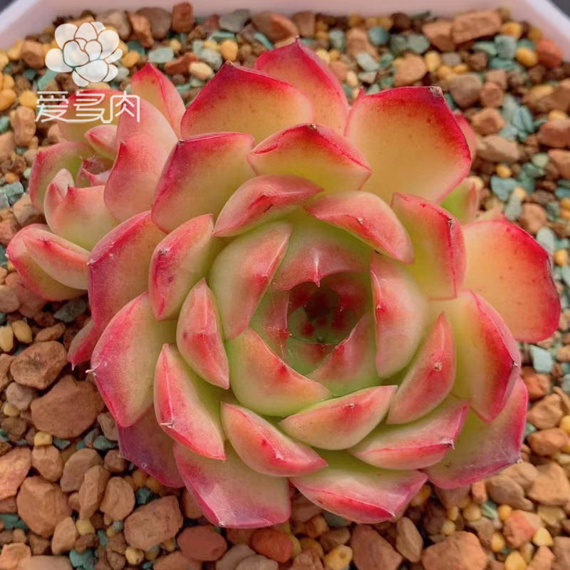 郁金香 正版杂交贵货多肉植物 叶片叶插 新品多肉贵货多肉叶子
