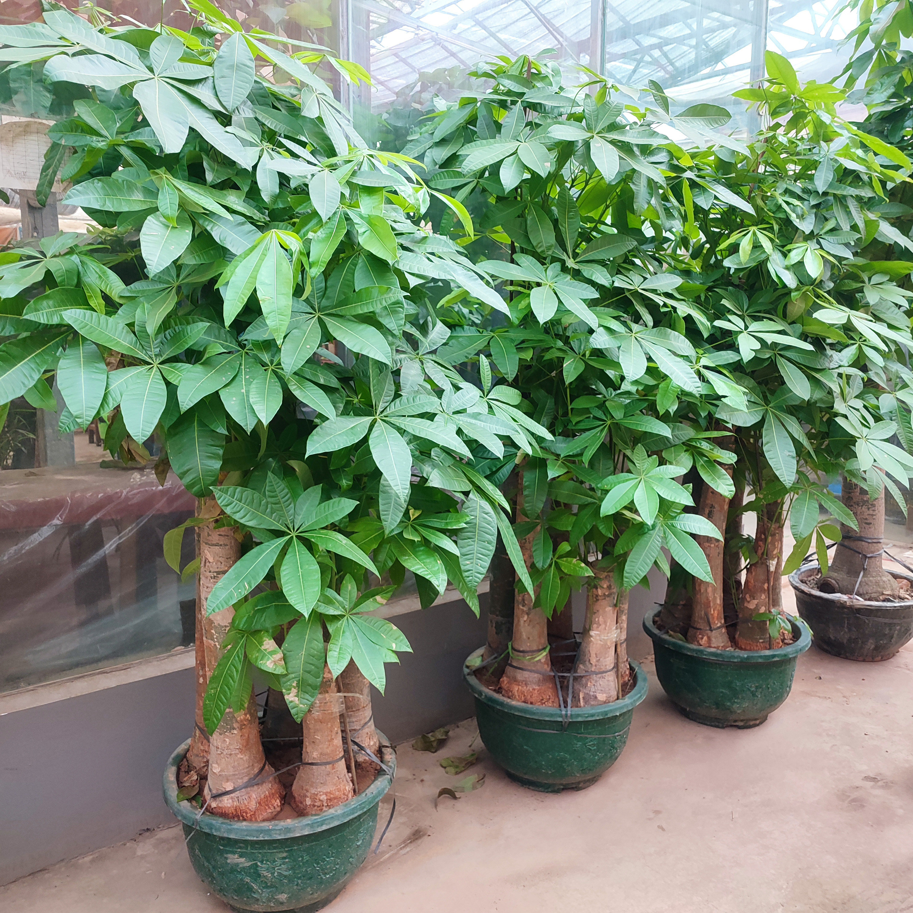 开业乔迁客厅办公室内大型落地观叶植物顶配超大气五福发财树盆栽