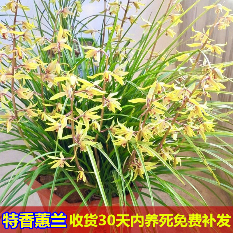 随州蕙兰兰花带花苞矮种普草素心浓香型特香花卉熟草盆栽九节兰花