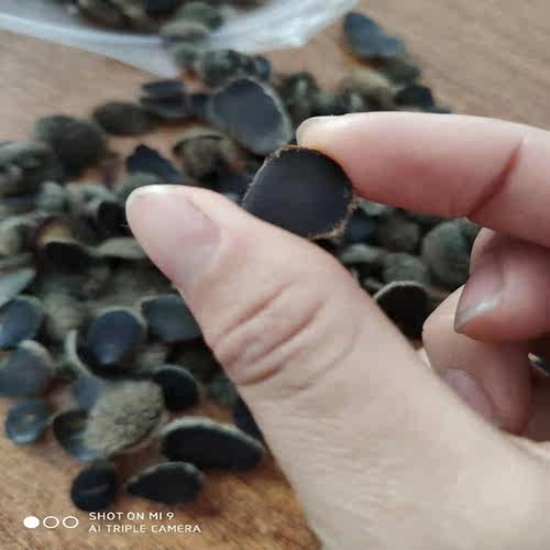 吉林梅花鹿茸全蜡片半腊片泡水正品主角整根干片泡酒鹿茸整枝正宗