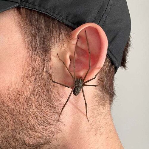 新品 Giant Spider Earrings独立站欧美个性蜘蛛耳饰小众耳环