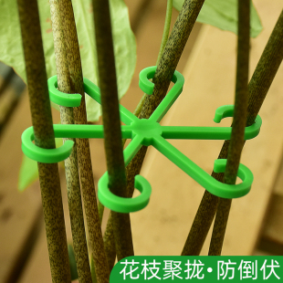 龟背竹防倒伏支架固定器绿植物固定夹水培花茎春羽园艺花卉收拢架