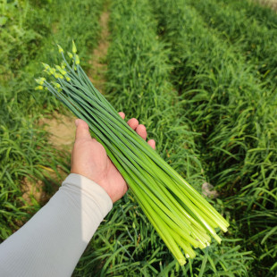 韭菜花新鲜湖北特产韭花农家露天种植应季现摘2斤4斤