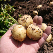 新鲜黄心小土豆湖北天门农家非转基因洋芋马铃薯应季 瓜果5斤3斤