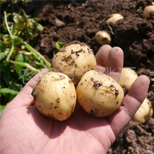 新鲜黄心小土豆湖北天门农家非转基因洋芋马铃薯应季 瓜果5斤3斤