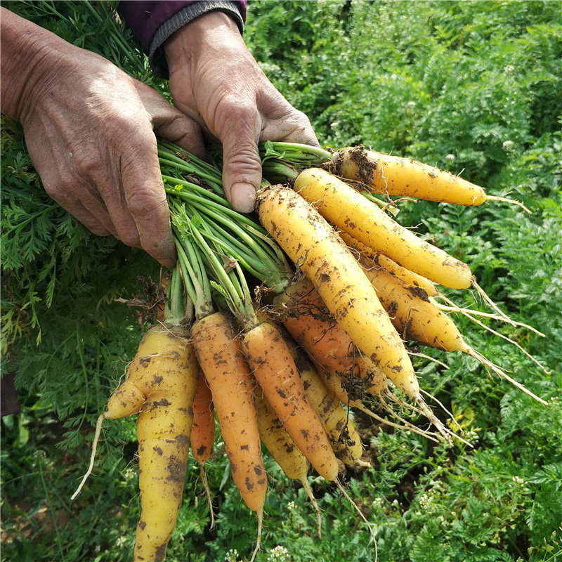 胡萝卜新鲜湖北天门特产红黄胡萝卜老品种手指小黄胡萝卜5斤