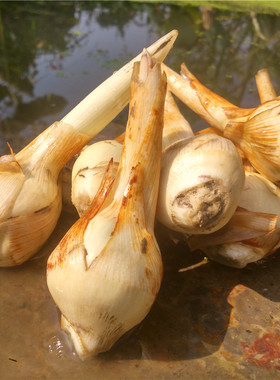 茨菇新鲜现挖湖北天门特产慈姑慈菇茨菰应季农家自种蔬菜5斤3斤