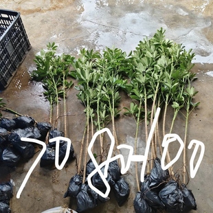 鸭脚木盆栽苗 大型室内绿植鸭脚木盆栽苗八方来财种植苗七叶莲苗