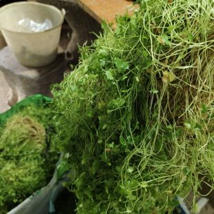 天胡荽破铜钱新鲜遍地锦种植苗 新鲜土地锦绿植 新鲜天胡荽盆栽