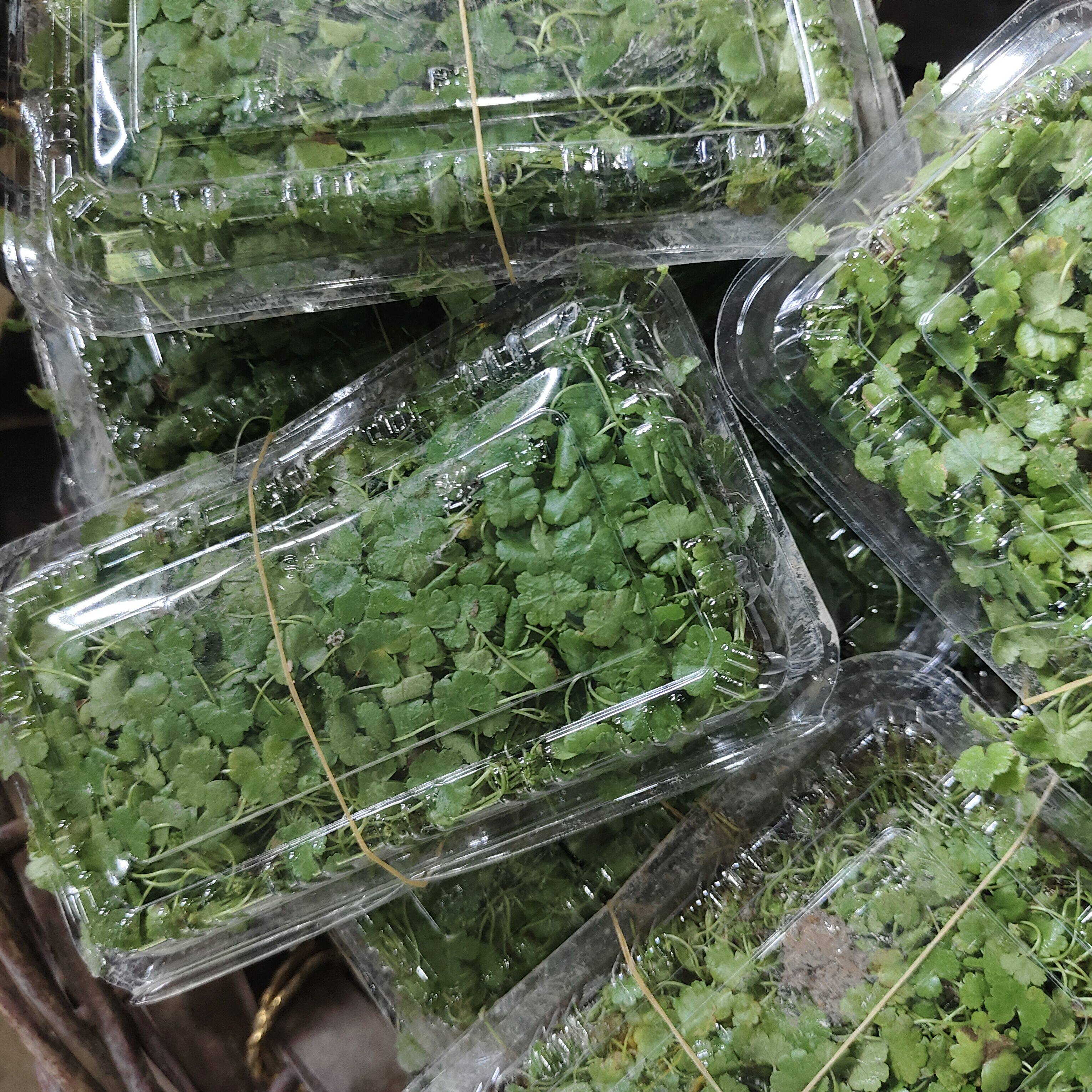 土地锦土培植物 阳台绿植盆面草植物铺地锦苗 天胡荽种植苗遍地锦