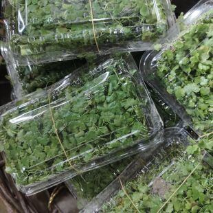 土地锦土培植物 阳台绿植盆面草植物铺地锦苗 天胡荽种植苗遍地锦