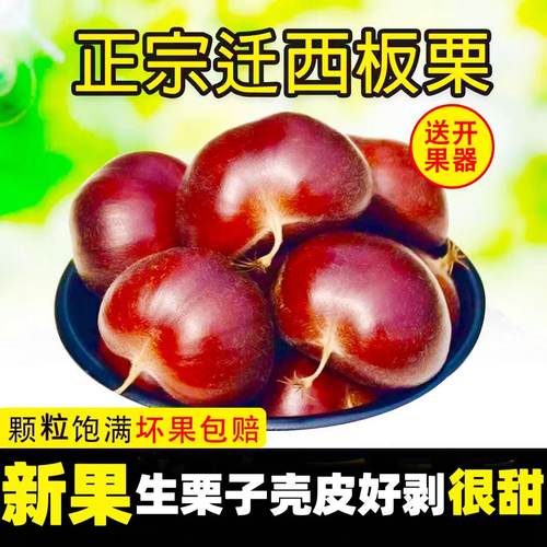 生栗子很容易剥开迁西板栗保真