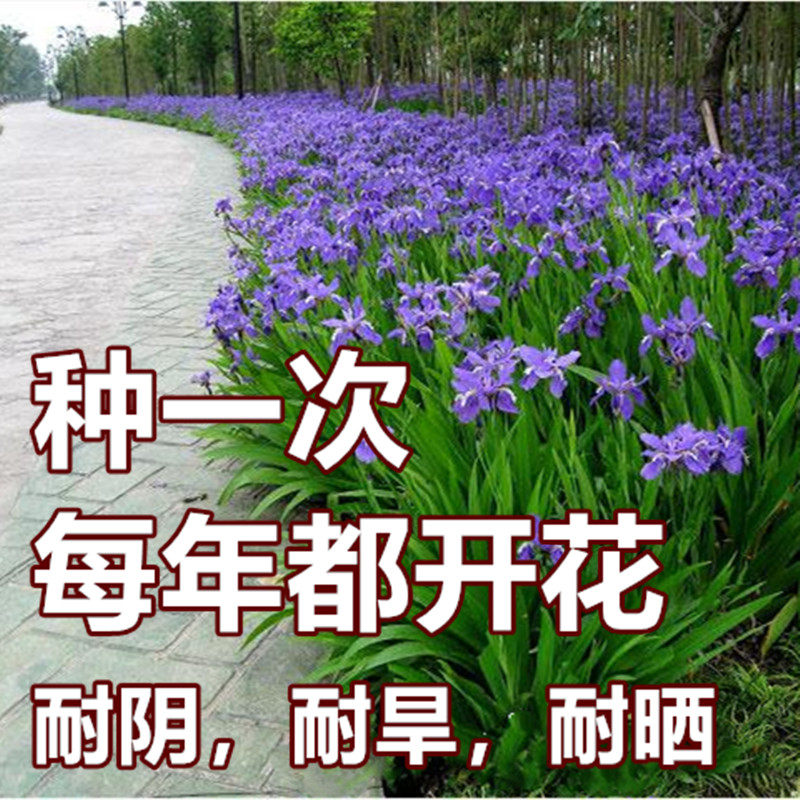 多年生户外绿化适合树林路边河坡蓝花鸢尾马蔺马莲花马兰花种籽子